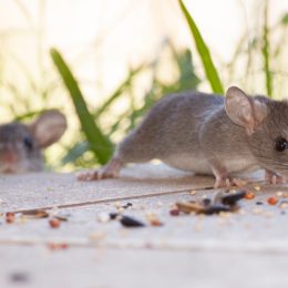 Mice Eating Food in Yard