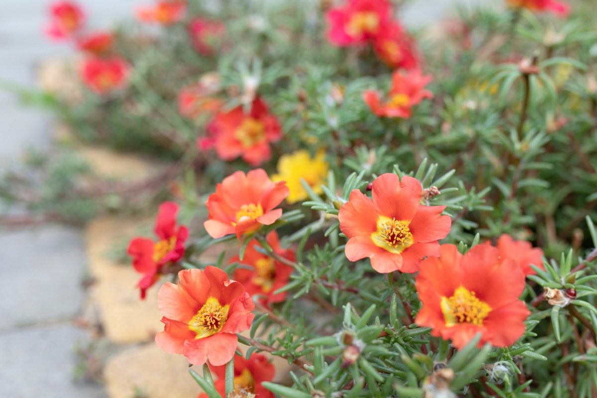 Beautiful red flowers Portulaca oleraceae in a garden. Close-up. selective focus.