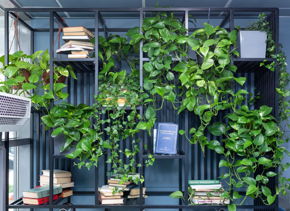 The 5 Best Houseplants for Hanging Planters— Best Life