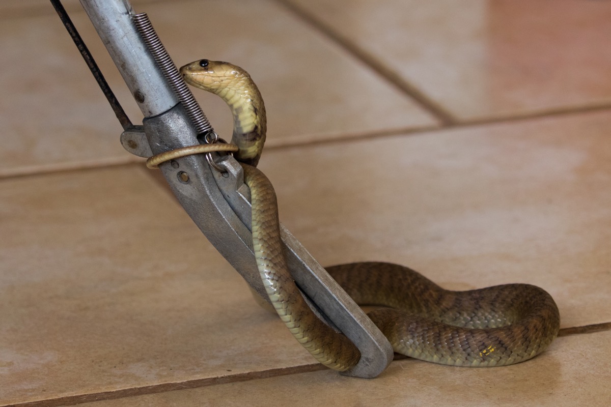 Snake Coiled Around Something