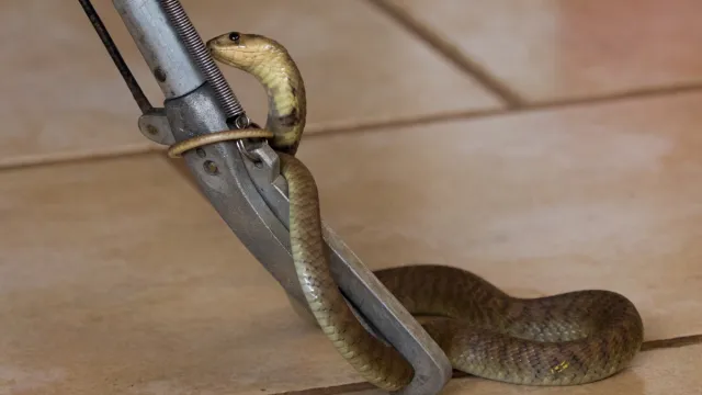 Snake Coiled Around Something