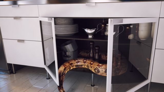 Snake in Kitchen Cabinets