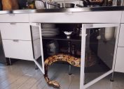 Snake in Kitchen Cabinets