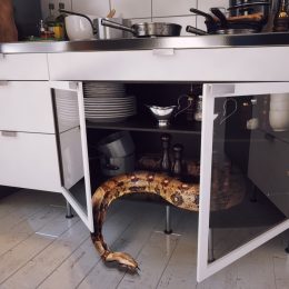Snake in Kitchen Cabinets