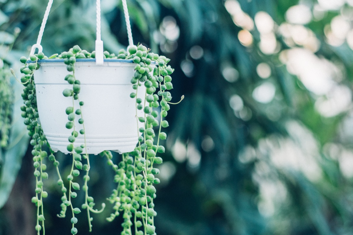 The 5 Best Houseplants for Hanging Planters— Best Life