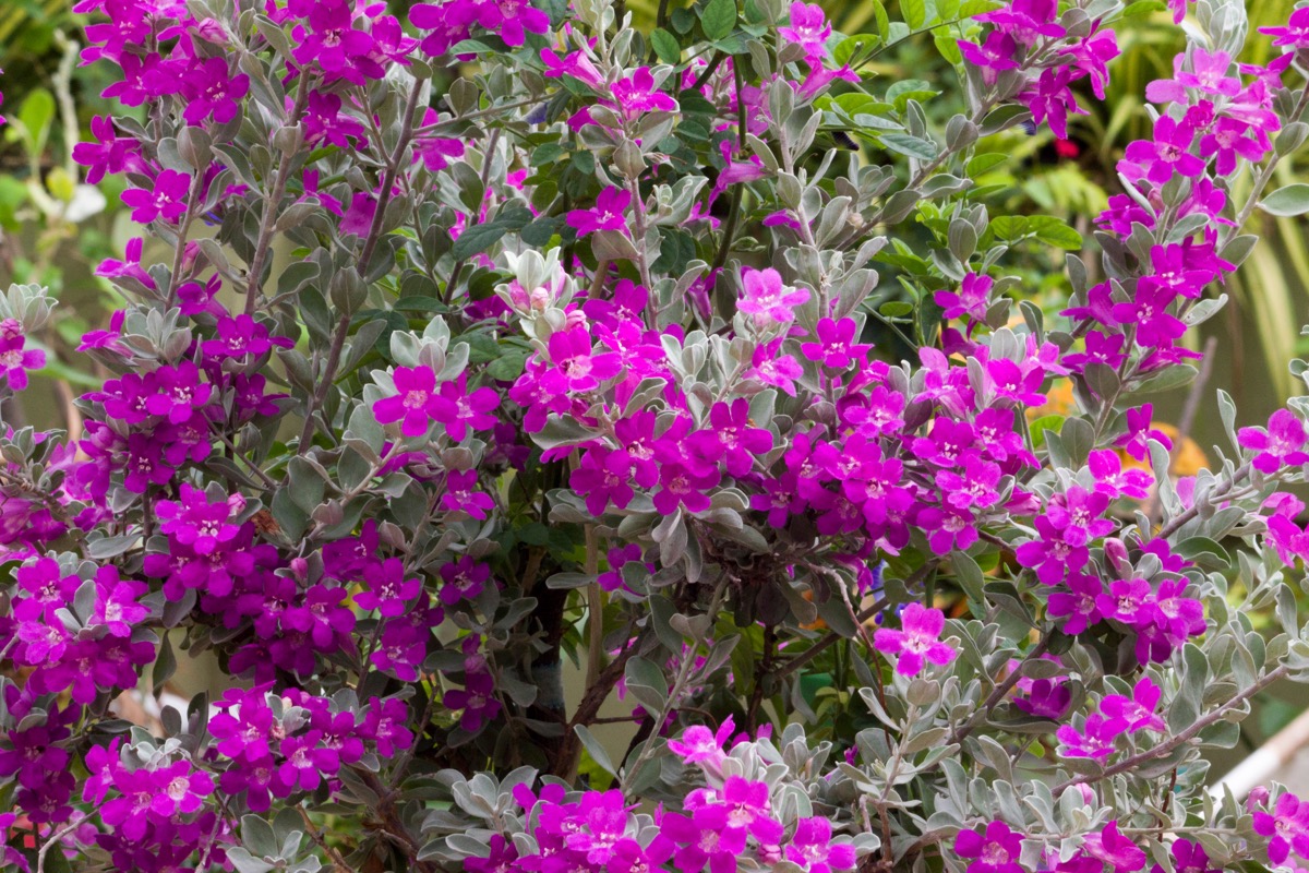 Texas Purple Sage Plant With Purple Flowers