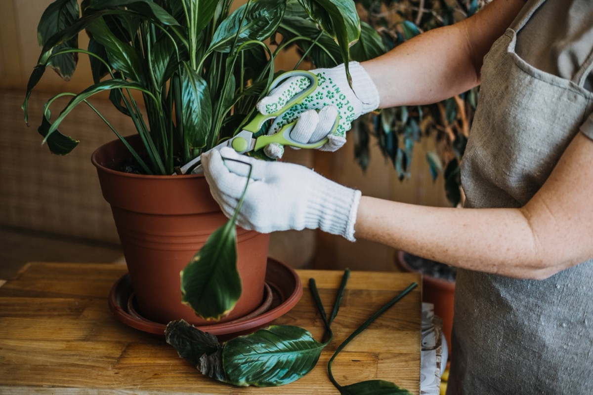 Houseplants diseases. Indoor plants Diseases Disorders Identification and Treatment, Houseplants sun burn. Female hands cutting Damaged Leaves Selective focus