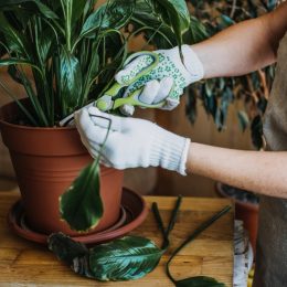 Houseplants diseases. Indoor plants Diseases Disorders Identification and Treatment, Houseplants sun burn. Female hands cutting Damaged Leaves Selective focus
