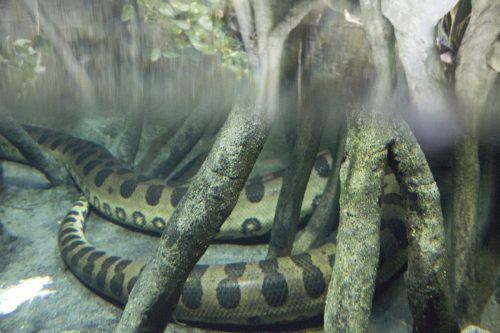 Eunectes murinus (derived from the Greek ευνήκτης meaning "good swimmer" and the Latin murinus meaning "of mice" for being thought to prey on mice), commonly known as the green anaconda, is a non-venomous boa species found in South America. It is the largest, heaviest, and one of the longest known extant snake species. The term anaconda (without further qualification) often refers to this species, though the term could also apply to other members of the genus Eunectes. Other common names include common anaconda and water boa.