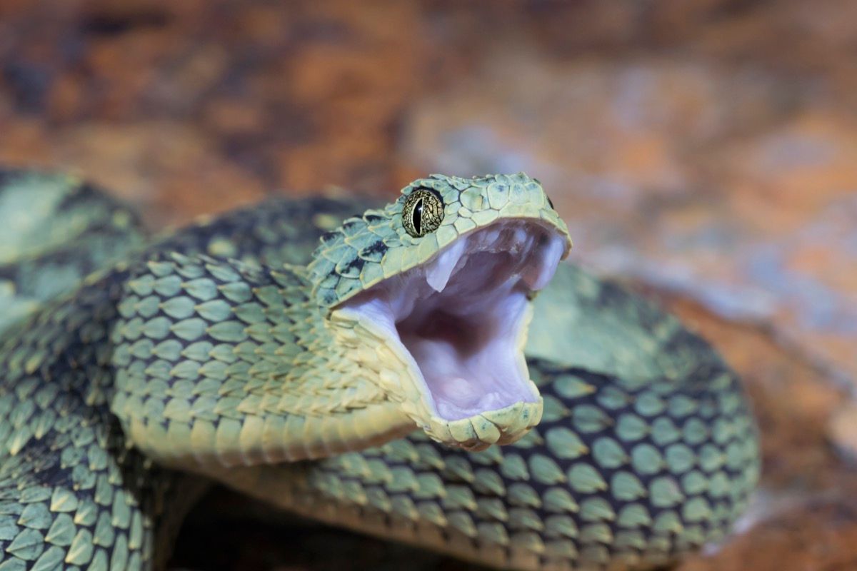 Atheris squamigera, African Bush Viper Atheris squamigera w…