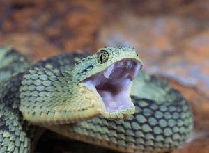 Venomous Bush Viper Snake (Atheris squamigera) with Open Mouth