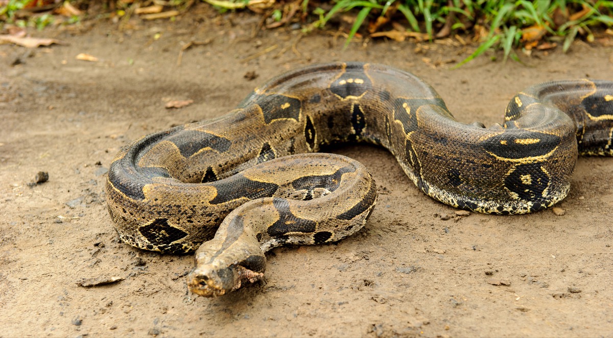 Boa constrictor, a species of large, heavy-bodied snake.