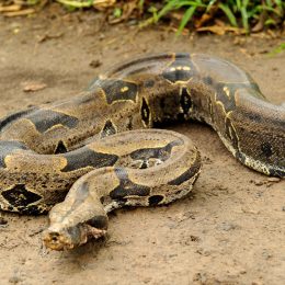 Boa constrictor, a species of large, heavy-bodied snake.