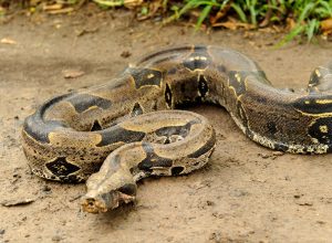 Boa constrictor, a species of large, heavy-bodied snake.