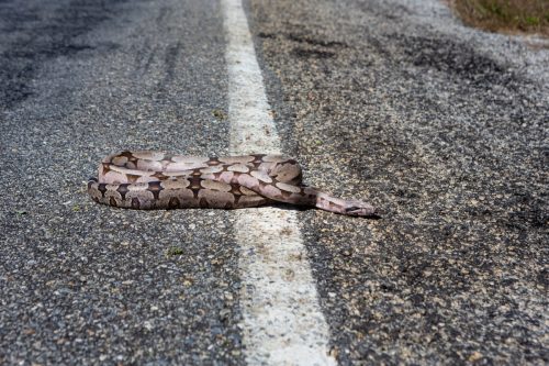 Close up of dead boa constrictor snake, Boidae, on asphalt road on summer sunny day. Wild animals roadkill in Amazon, Brazil. Concept of environment, run over, conservation, ecology, accident.