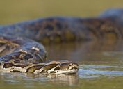 A Burmese python swimming through water