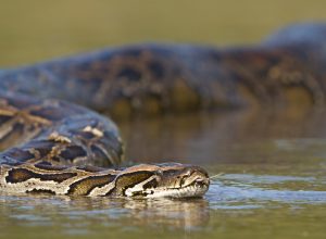 A Burmese python swimming through water