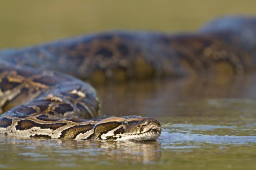 A Burmese python swimming through water