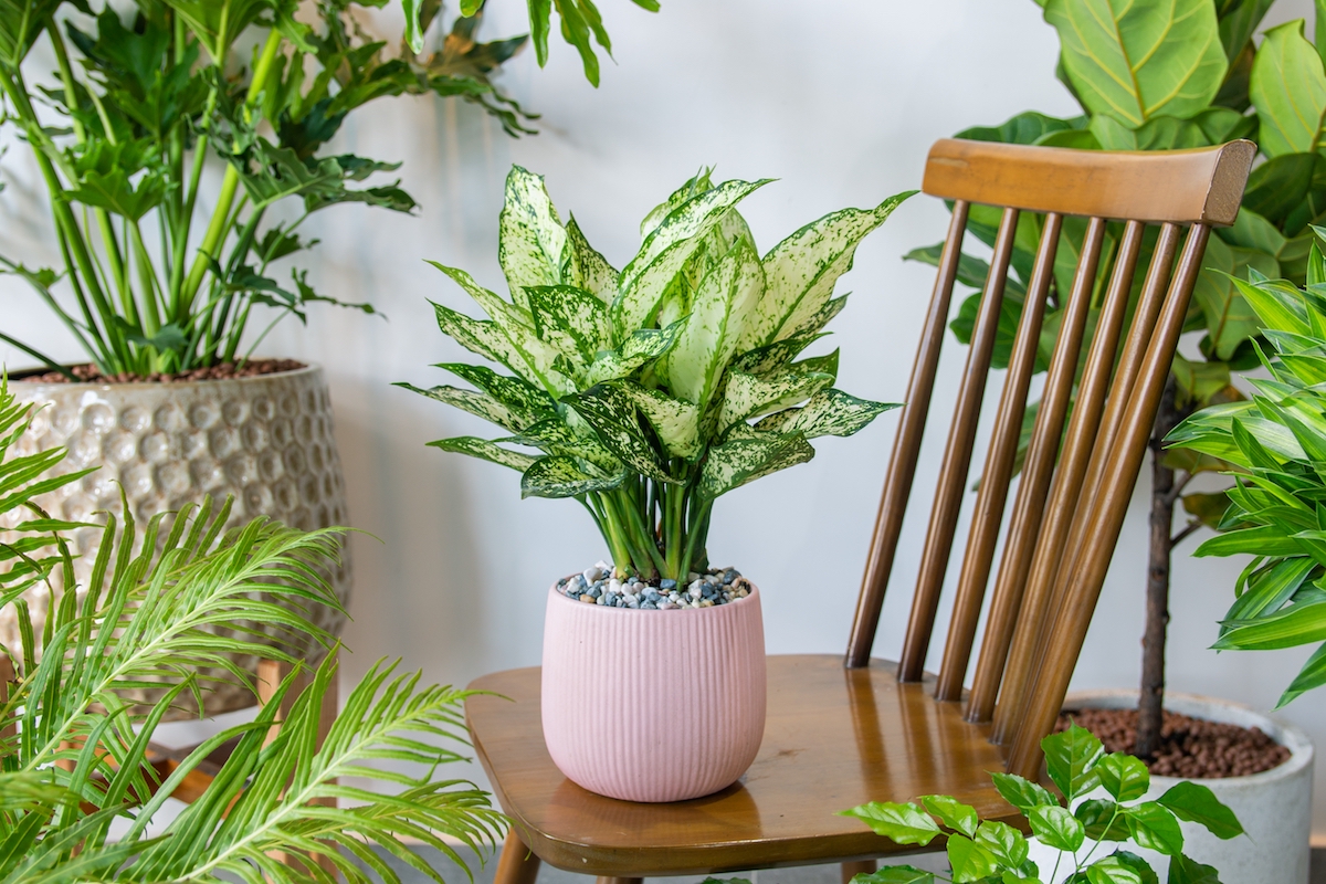 Aglaonema First Diamond (Aglaonema foliage, Spring Snow Chinese Evergreen) planted in a ceramic pots decoration in the living room. Houseplant care concept. Indoor plants. Decoration on the desk.