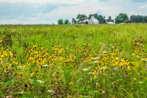 Conservation area, once farmland and now an open space reserve, with a profusion of prairie coneflowers and other common wildflowers in summer, northern Illinois
