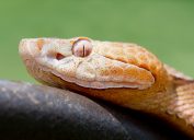 A closeup of a Copperhead snake's head