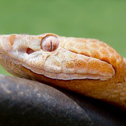 A closeup of a Copperhead snake's head