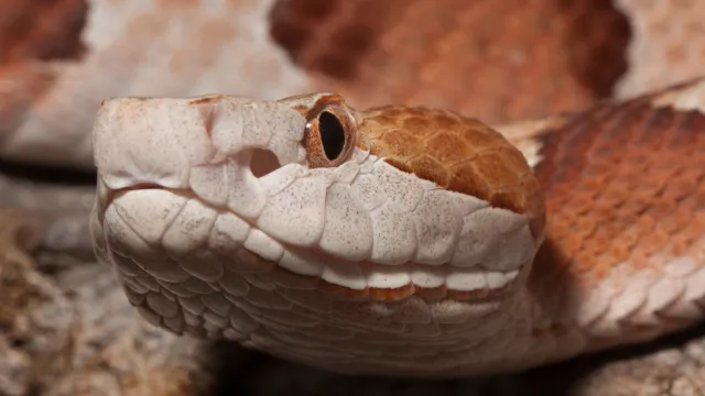 A closeup of a copperhead snake's head