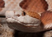 A closeup of a copperhead snake's head