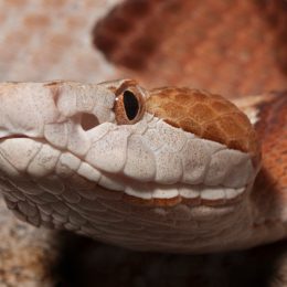 A closeup of a copperhead snake's head