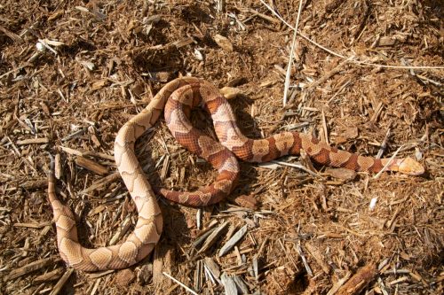 This photograph shows the difference between the color patterns of the two most common copperheads in the United States. The southern copperhead is the lighter colored snake, and the northern copperhead is the darker colored snake. They are also known as: Copperhead, Highland Moccasin, Dumb Rattlesnake, Red Adder, Red Eye, Red Snake, White Oak Snake, Deaf Snake, Beech-leaf Snake, Chuck head, Chunkhead, Copper Adder, Copper-bell, Deaf Adder, Hazel Head, Popular Leaf Snake, Thunder Snake, or Harlequin Snake.