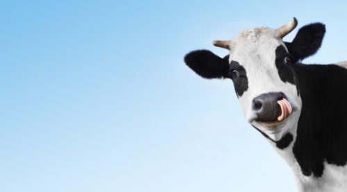 Crazy smiling cow with tongue looking to a camera on blue clear background