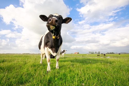 funny cow in a pasture