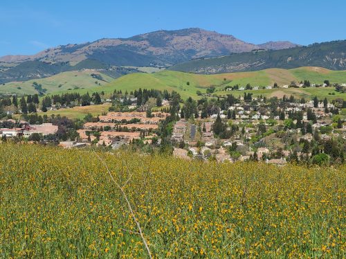 Fiddleneck flowers bloom on the slopes of the hills in the Diablo range in Danville, California