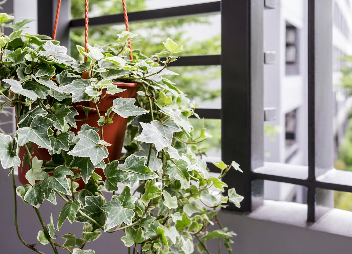 English ivy plant in a red hanging pot in front of the window