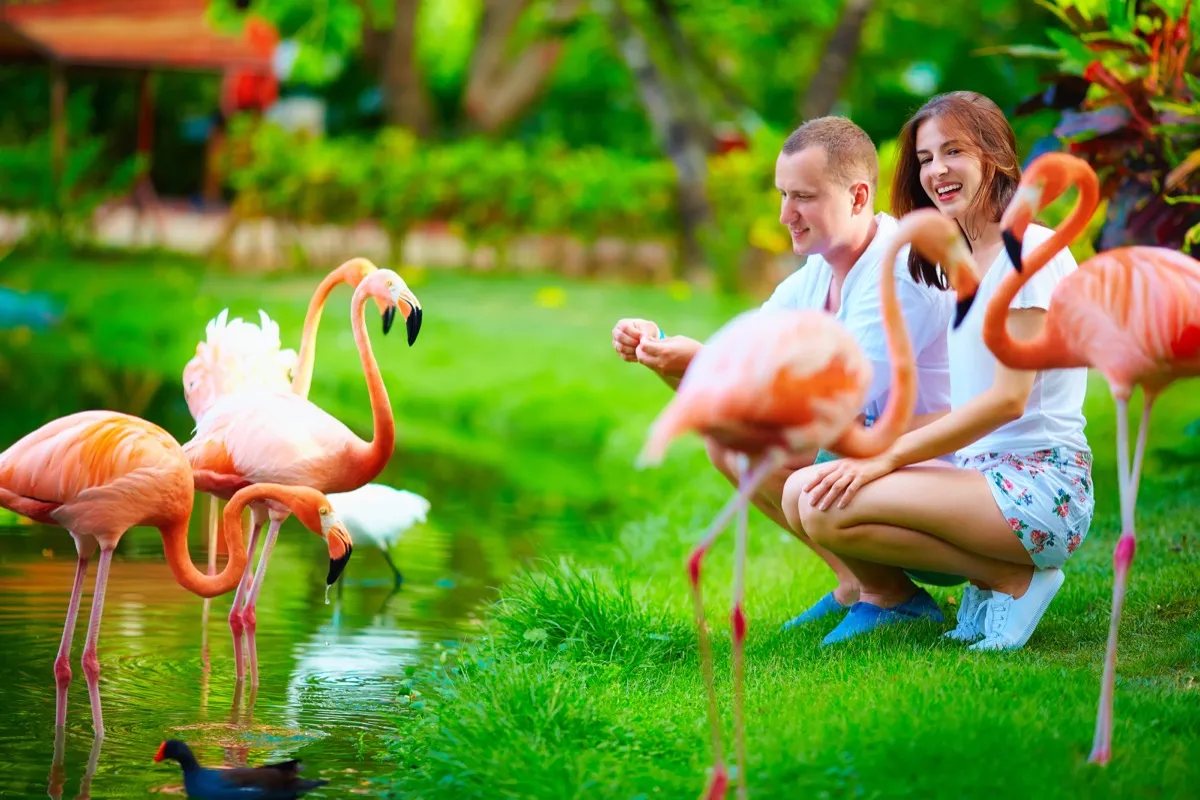 couple feeding flamingos at the zoo