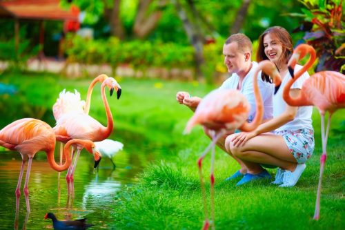 Man and woman feeding flamingos at the zoo