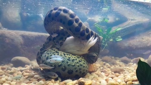 Green Anaconda snake in the water