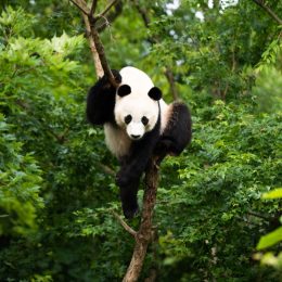 panda bei bei in tree at washington d.c. zoo