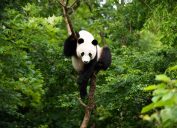 panda bei bei in tree at washington d.c. zoo