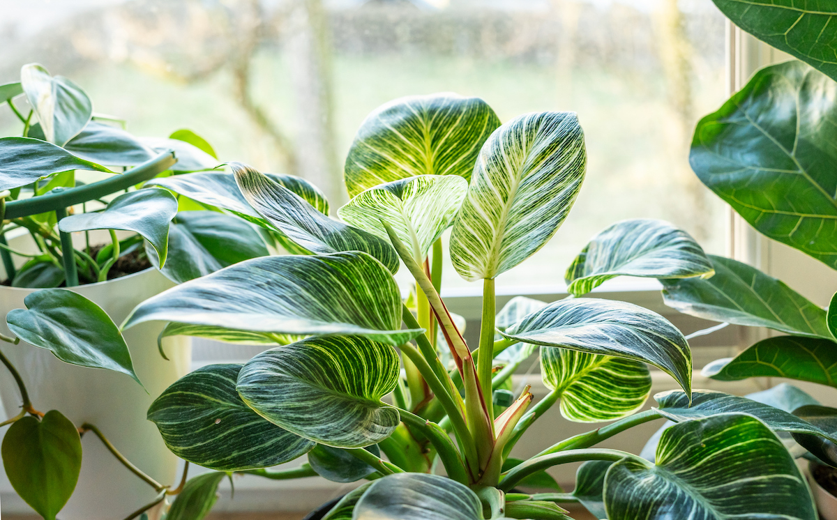 Close up of a philodendron houseplant sitting in the window