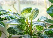 Close up of a philodendron houseplant sitting in the window