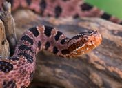 A close up of a pygmy rattlesnake on a log