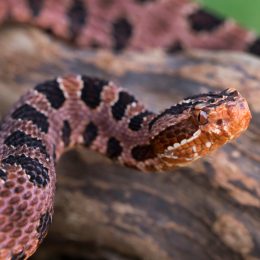 A close up of a pygmy rattlesnake on a log