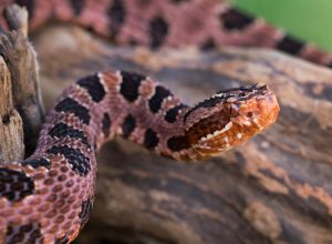 A close up of a pygmy rattlesnake on a log