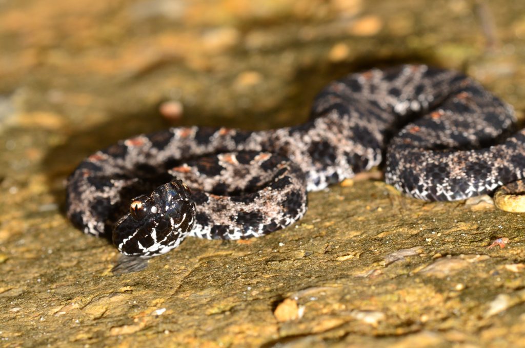 A close up of a pygmy rattlesnake on the ground