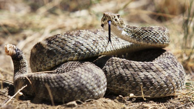 A coiled rattlesnake with its tongue sticking out