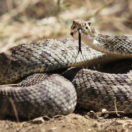 A coiled rattlesnake with its tongue sticking out