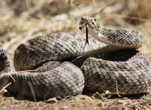 A coiled rattlesnake with its tongue sticking out