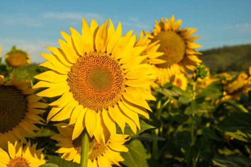 sunflowers growing in a field