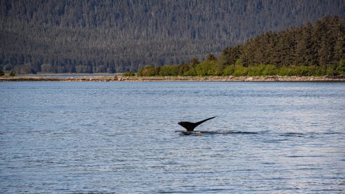 humpback whale watching in juneau alaska